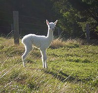 Jaspers Brush B And B - Maitland Accommodation