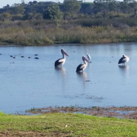 Avoca Dell Caravan Park - Maitland Accommodation 8