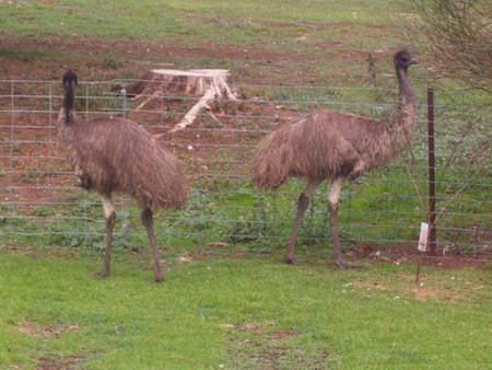 Cape Jervis Station - Maitland Accommodation 1
