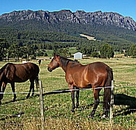 Hurlfield Farm Cottage - Maitland Accommodation