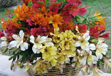 Huon Valley Bed And Breakfast - Maitland Accommodation 3