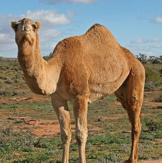 Cottage At Willyama - Maitland Accommodation 1