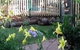 Flora Alba Cottage And Jacaranda On Pallas - thumb 2