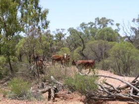 Aldville Station - Maitland Accommodation 2