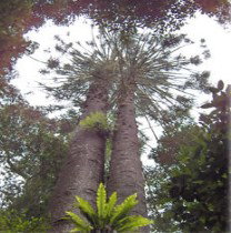 Aubigny ACT Maitland Accommodation