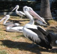 Christmas Cove Caravan Park - Maitland Accommodation