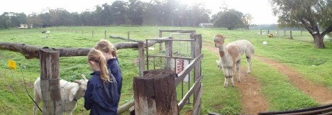 Boronia Farm Farmstay - Maitland Accommodation 0