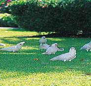 Aurora Kakadu - Maitland Accommodation