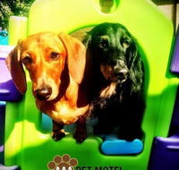 AAA Pet Motel - Maitland Accommodation