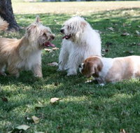 Durack Pet Motel - Maitland Accommodation