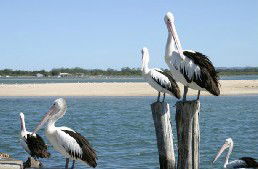 Tuncurry Sunset Motel - Maitland Accommodation 3