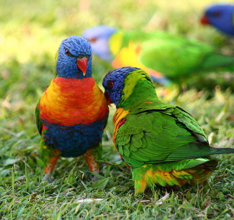 Shambhala Retreat Magnetic Island Cottages - Maitland Accommodation 8