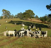 St Columba Cottage - Maitland Accommodation