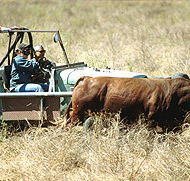 Bullo River Station - Maitland Accommodation