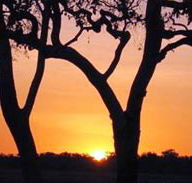 Coodardie Station Stay - Maitland Accommodation