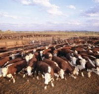 Bond Springs Outback Retreat - Maitland Accommodation