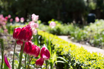 Adeline Bed And Breakfast - Maitland Accommodation 17