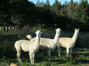 Beerwah QLD Maitland Accommodation