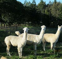 Blackwattle Farm BampB and Farm Stay - Maitland Accommodation