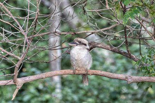 Pencil Creek Cottages - Maitland Accommodation 10