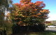 Acacia Bed And Breakfast - thumb 3