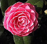 Cloverlea Gardens Bed and Breakfast - Maitland Accommodation