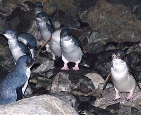 A Portside Experience - King Island - Maitland Accommodation 4