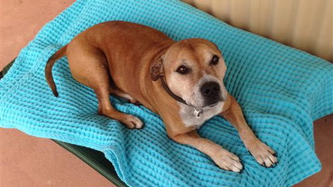 Bells By The Beach Holiday House Ocean Grove - Maitland Accommodation 1