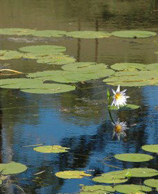 Cabins@theView - Maitland Accommodation 1