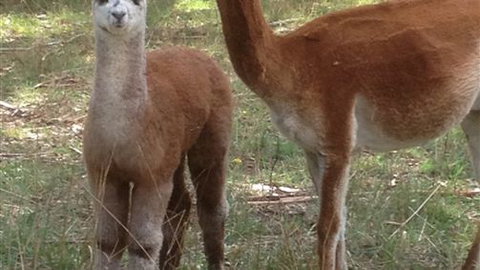 Chestnut Springs - Maitland Accommodation 6