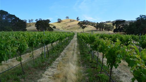 Blue House At Mountainside Wines - Maitland Accommodation 1