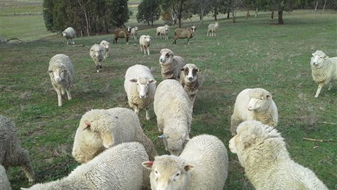 Blue House At Mountainside Wines - Maitland Accommodation 2