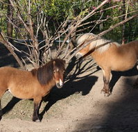 Cloud End Farmstay - Maitland Accommodation