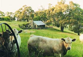 Adelaide Hills Country Cottages - Gum Tree Cottage - Maitland Accommodation 1