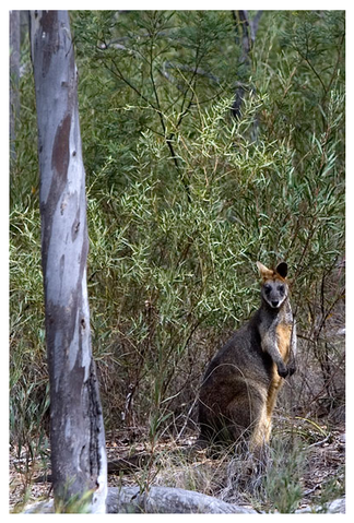 Alivio Tourist Park Canberra - Maitland Accommodation 12