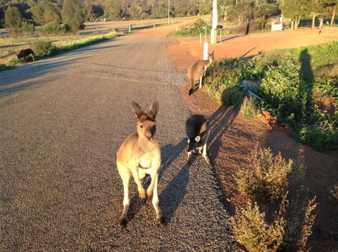 Bindoons Windmill Farm - Maitland Accommodation 7