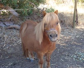 Bindoons Windmill Farm - Maitland Accommodation 3
