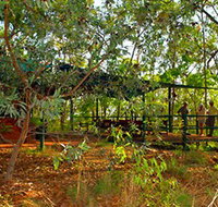 Arnhemland Barramundi Nature Lodge - Maitland Accommodation