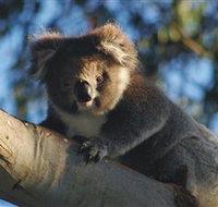Bimbi Park Camping Under Koalas - Maitland Accommodation