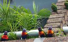 Aquajet Motel - Coffs Harbour - Maitland Accommodation 4