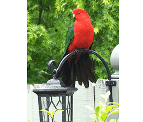 Shelton-lea Bed & Breakfast - Maitland Accommodation 5