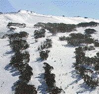 Thredbo Alpine Hotel - Maitland Accommodation
