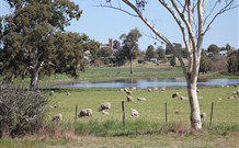 Yamba Farmstay - Maitland Accommodation 5