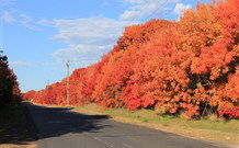 Yamba Farmstay - Maitland Accommodation 4