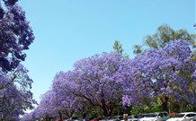 Andavine House Bed And Breakfast - Maitland Accommodation 5