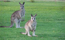 Leslie Cottage - Maitland Accommodation 6