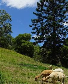 Wattle Gully Retreat - Maitland Accommodation 0