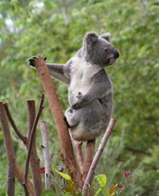 Wattle Gully Retreat - Maitland Accommodation 2