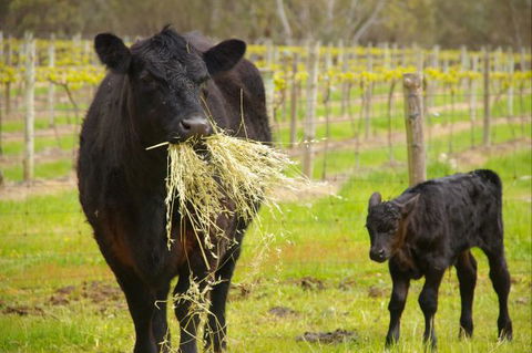 Naimanya Cottage - Maitland Accommodation 5