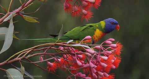 Eastern Dandenong Ranges Visitor Information Centre - Maitland Accommodation 16
